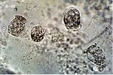 水体清澈情况下鱼会缺氧吗,淡水鱼缺氧是什么现象及施救办法