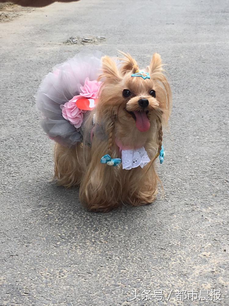 最萌宠物票选大赛,徐州宠物赛