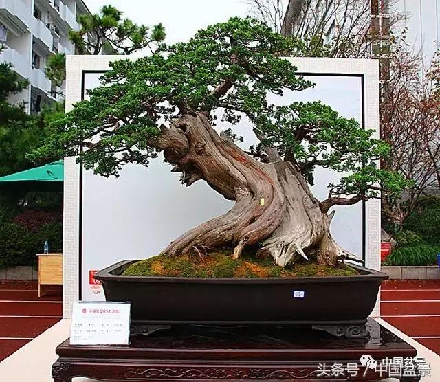 盆景收藏的前景,盆景收藏视频大全