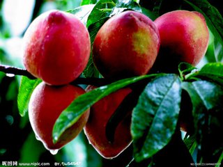 桃子功效与作用及禁忌,桃子的吃法大全和做法