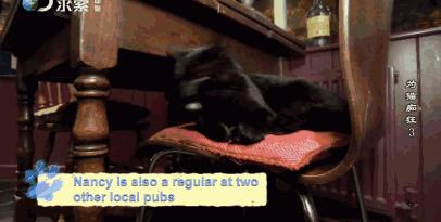 吸猫电影完整版免费,吸猫满足哪些需要