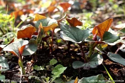 凯里人吃菜,凯里的野菜大全