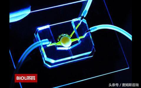 器官芯片技术,器官芯片