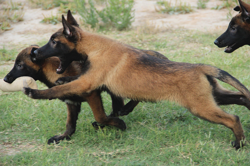 涓栫晫鍚嶇姮椹姮鎺掑悕,涓栫晫鍚嶇姮鐘澶у叏