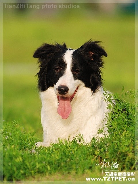 宠物狗买多少钱的合适养,狗的价格表宠物狗种类