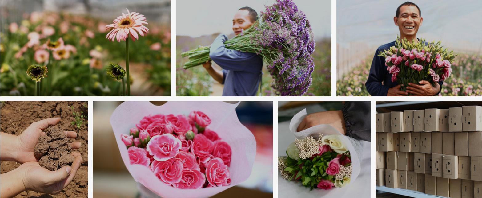 鲜花电商行业发展现状及对策分析,浅析鲜花电商平台的发展