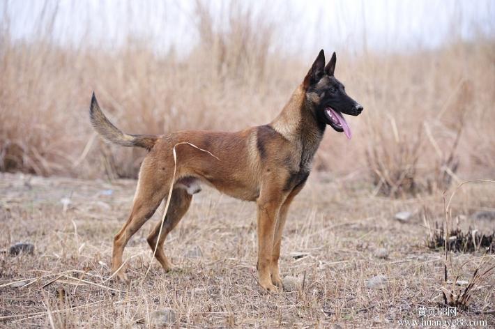 涓栫晫鍚嶇姮椹姮鎺掑悕,涓栫晫鍚嶇姮鐘澶у叏