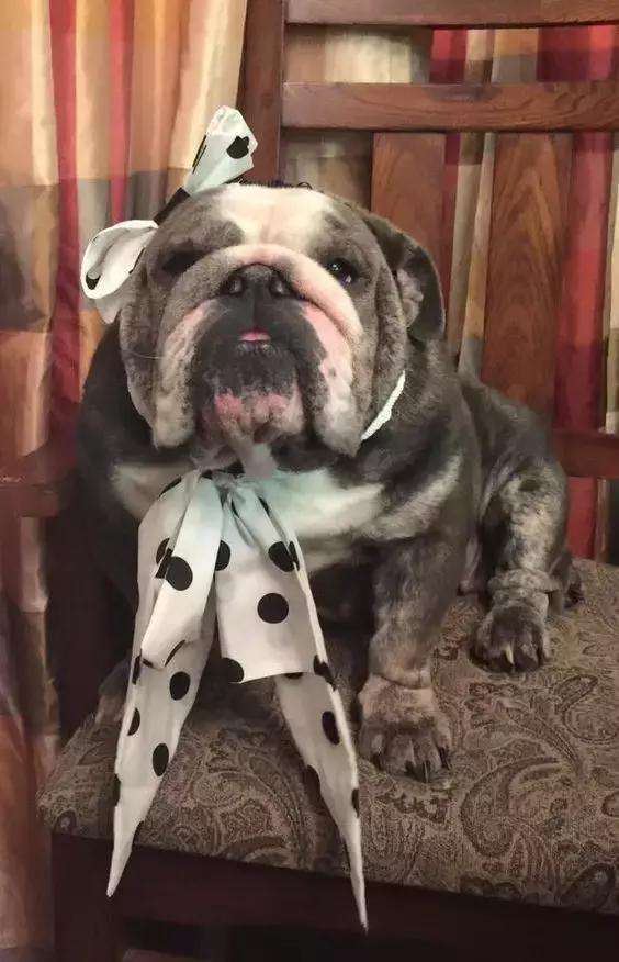 一梦谈狗:英牛那么丑,价格又贵,为什么还有那么多人养?