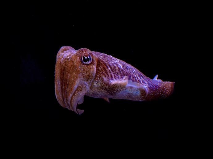 能活1000年的水熊虫,能活1000多年的水熊虫