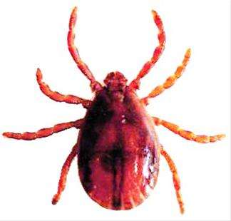 能生存100年的水熊虫,水熊虫生命力真的很顽强吗