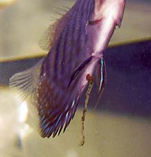 七彩神仙鱼药物中毒表现,七彩神仙鱼的症状及治疗方法