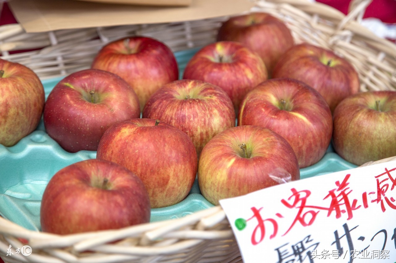 红富士苹果品质怎么样,同样是苹果差别咋这么大呢