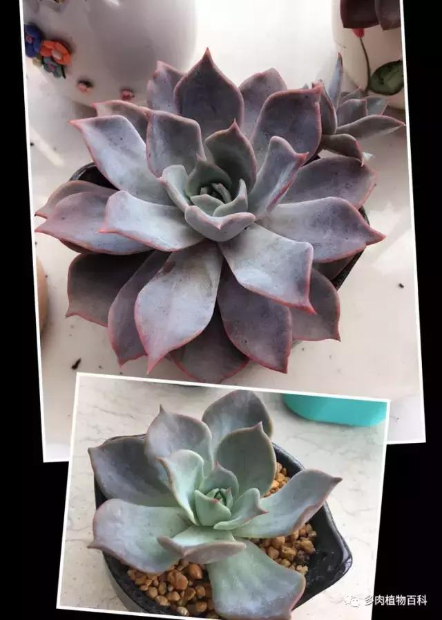 秋风送爽适用于九月吗,秋风送爽赏景天