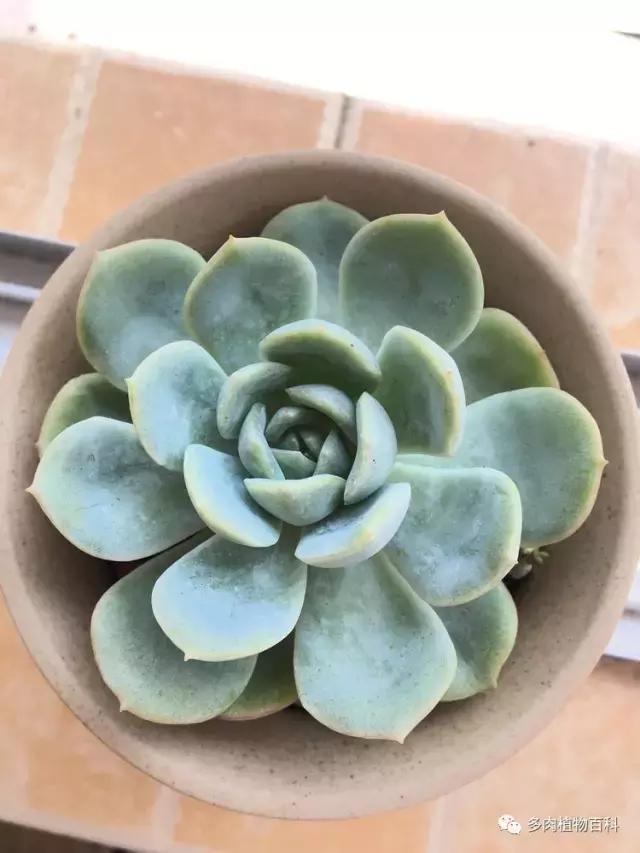 秋风送爽适用于九月吗,秋风送爽赏景天