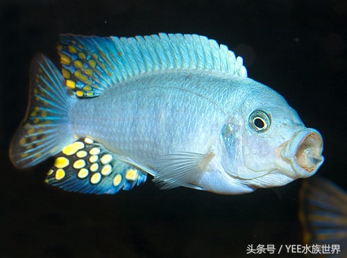 来自非洲三湖的小精灵，各有自己的小秉性