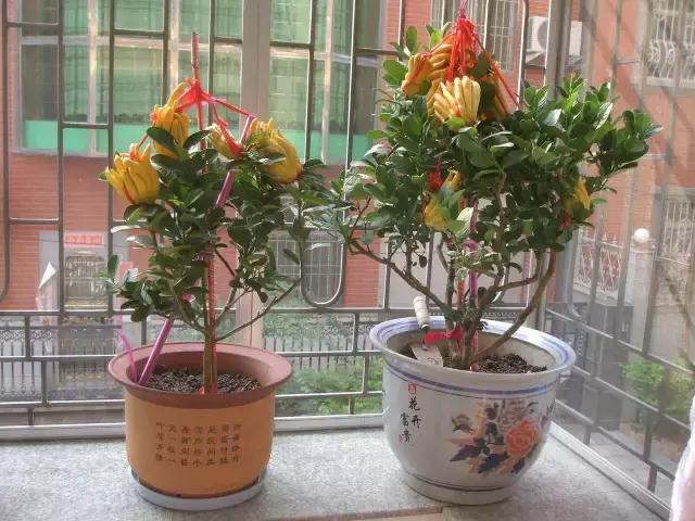 佛手柑果的栽培和管理,佛手柑管理方法