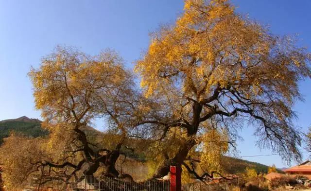 秦皇岛秋景最好的地方 (秦皇岛周边十月赏秋色的地方)