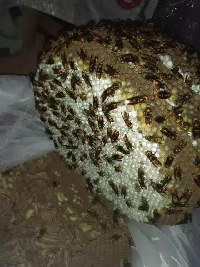 吃野生马蜂蛹违法吗,吃马蜂的蜂蛹中毒是什么原因