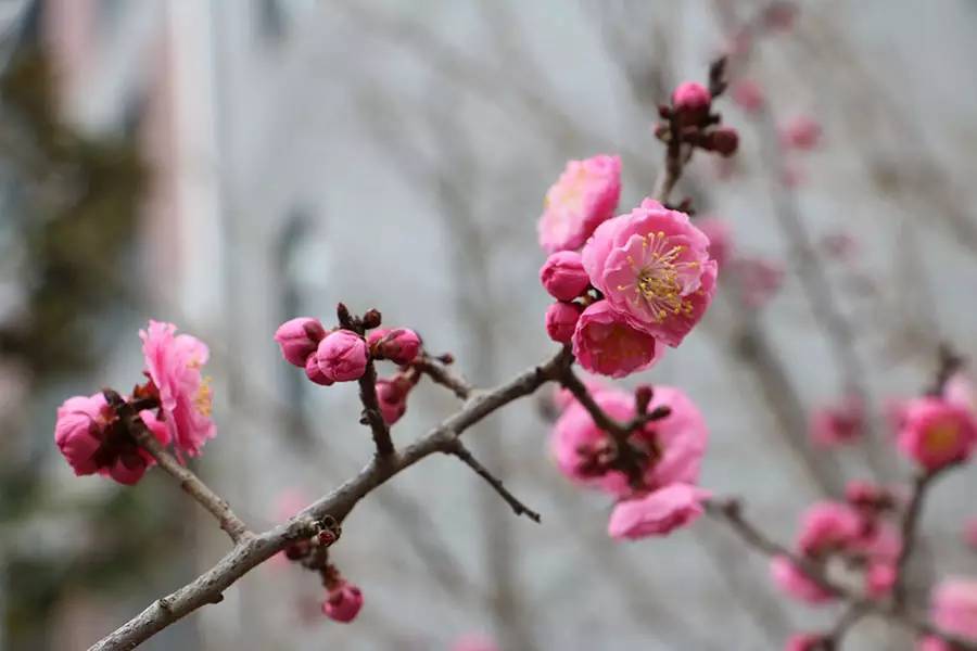 南京十大赏花胜地,南京玄武湖春季赏花攻略请收好