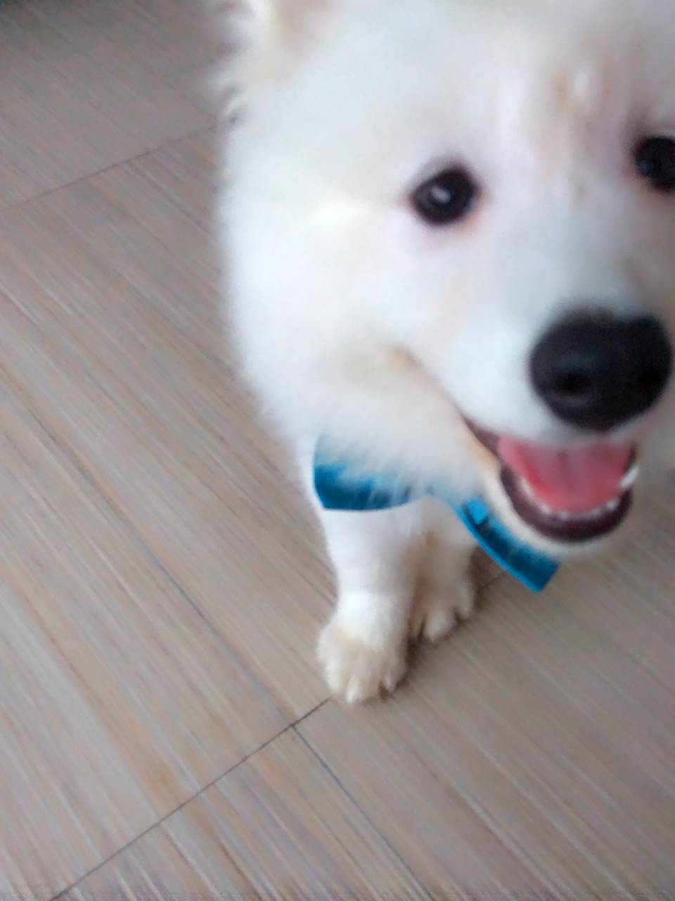 萨摩耶被小马犬咬,家养的萨摩耶会得细小吗