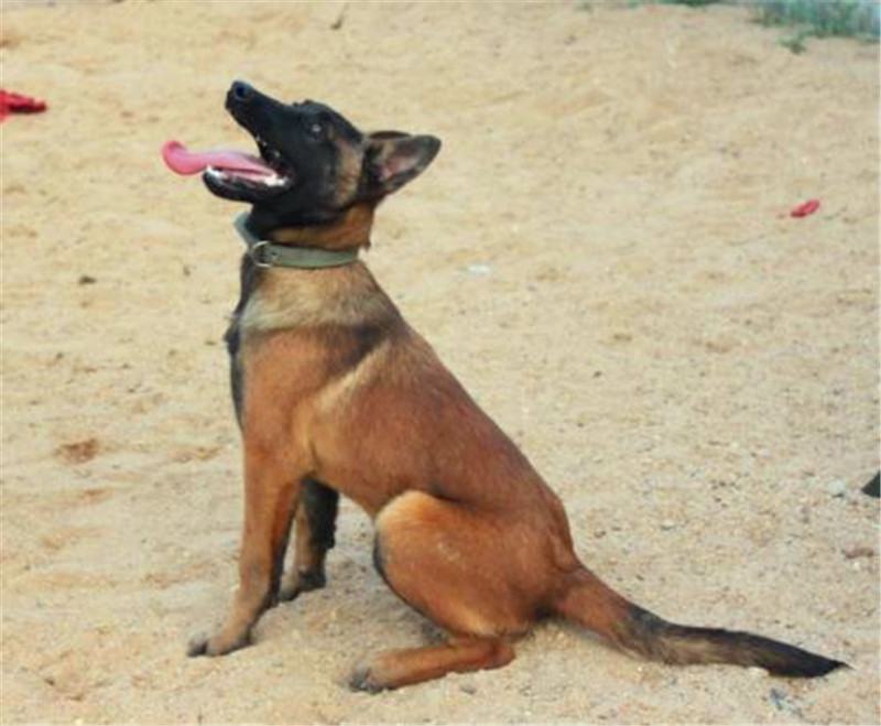 地位高性格强势的马犬怎么训练,警觉性的狗