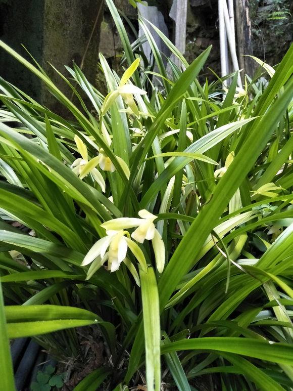 兰花要开花了怎么养护视频,兰花要开花施什么肥