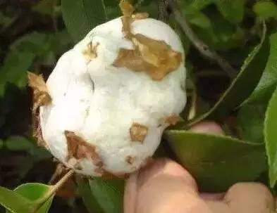 从化莲麻小镇有什么好玩的地方 (从化莲麻小镇景点)