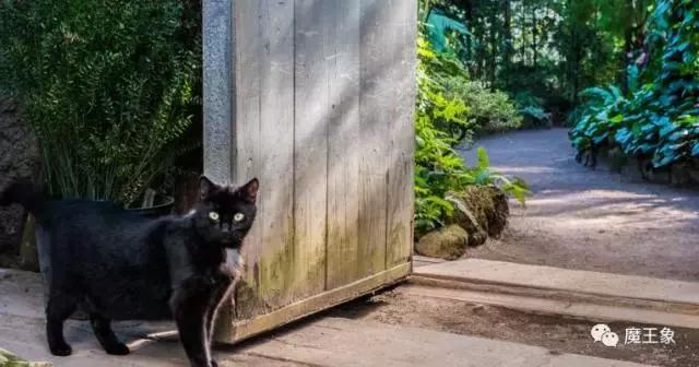 不知何谓动物受审?10个中世纪文化知识点定能帮到你