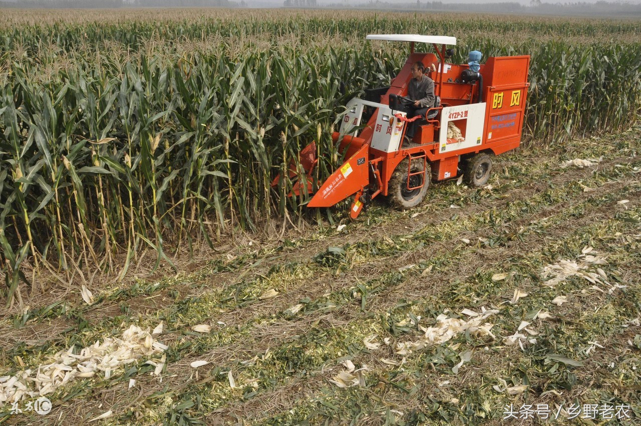 2021玉米收割机一亩地多少钱,今天玉米收割机价格多少钱一台