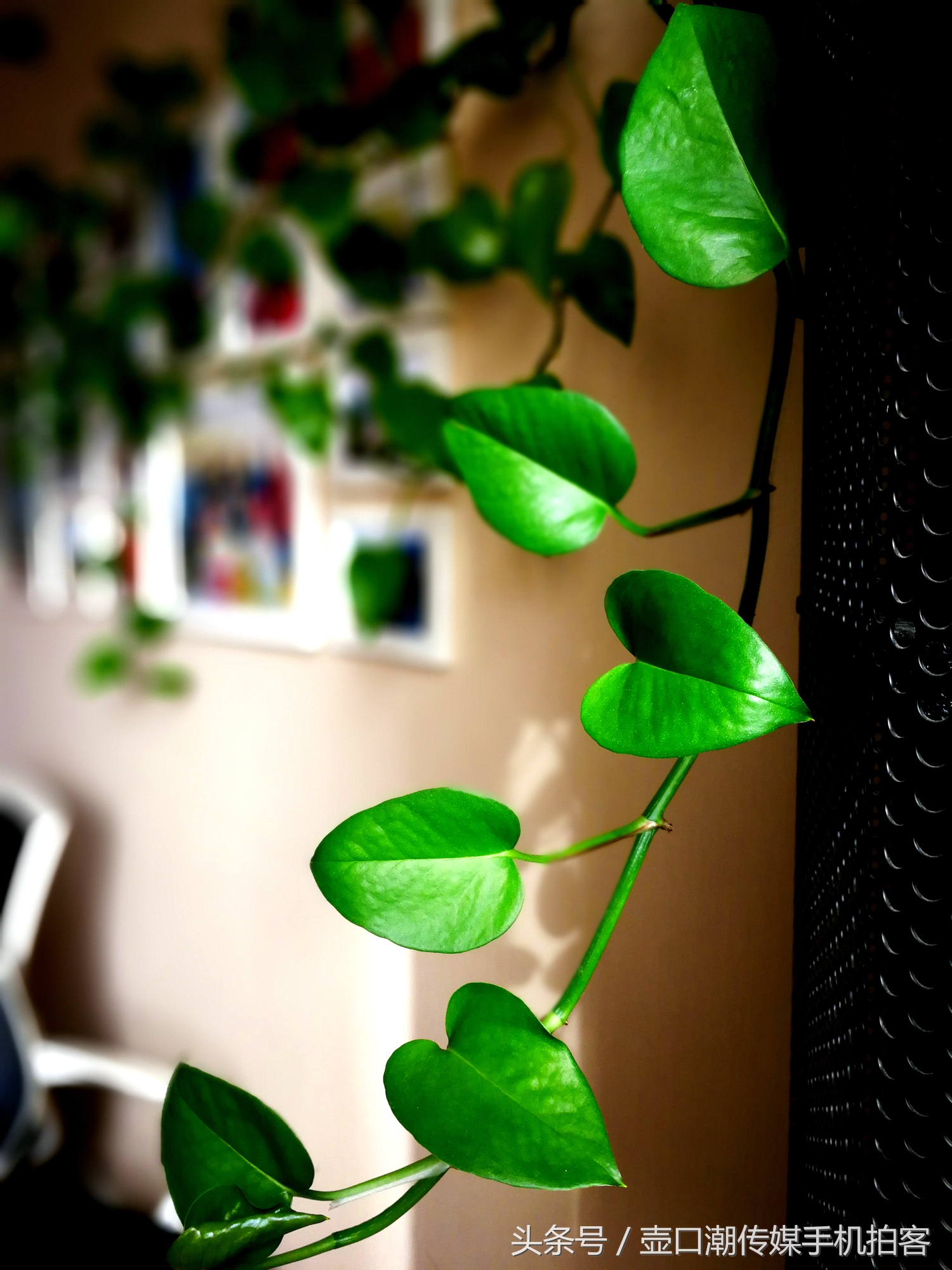 临汾:手机拍拍工作室的花~再好的装修也比不了和大自然和谐相处