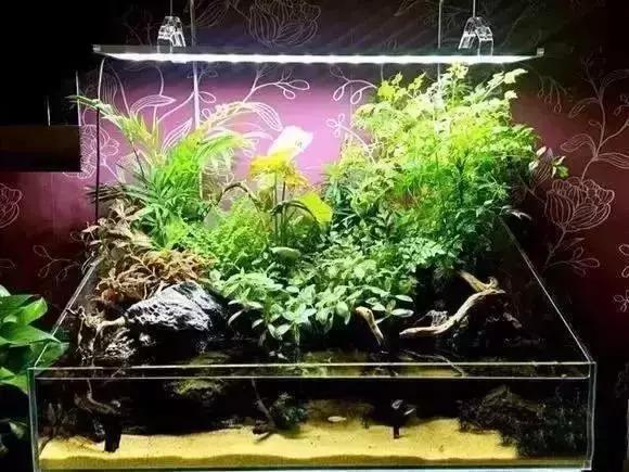 家装水景鱼缸造型全景,家居水景大号