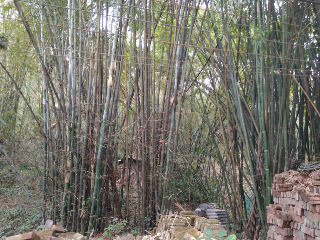 沙田村旅游攻略,广东东莞乡村休闲体验季