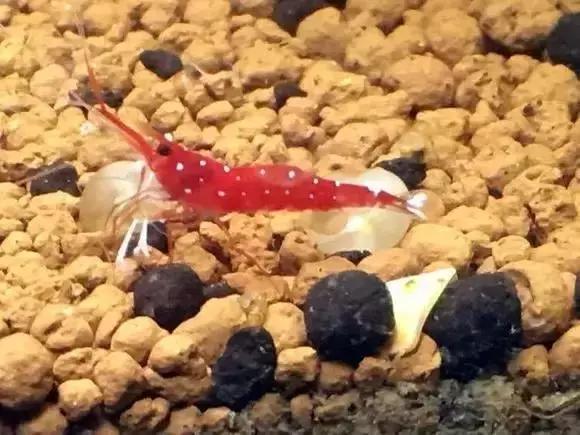 家装水景鱼缸造型全景,家居水景大号