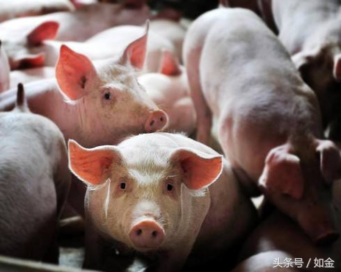 猪生崽筑窝全过程,猪怎么生出来的