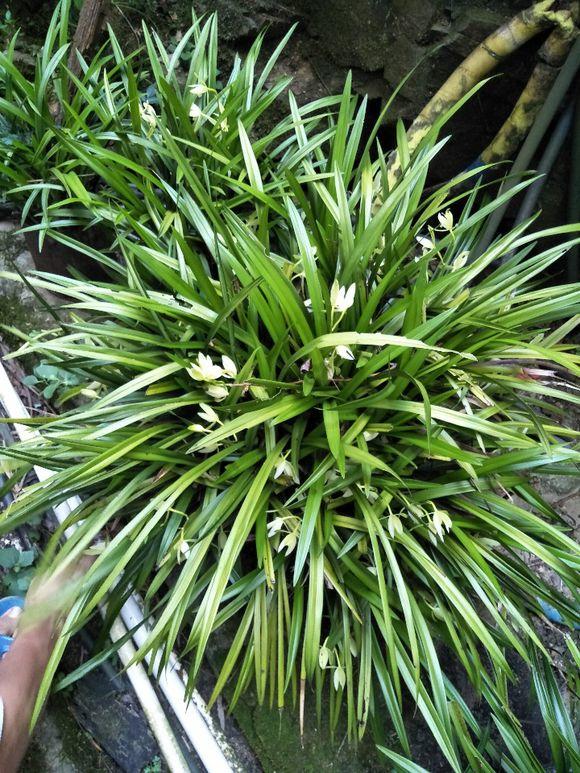 兰花要开花施什么肥,兰花老头苗捂出的芽几年开花