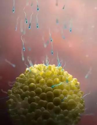 生命的由来胚胎发育全过程动画,生命发育的过程