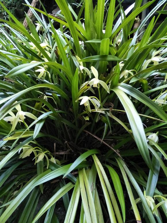 兰花要开花施什么肥,兰花老头苗捂出的芽几年开花