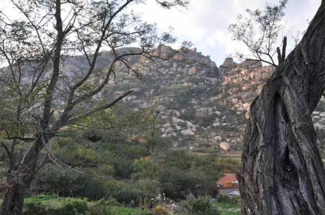 乳山大秧歌历史渊源,乳山旱稻