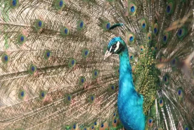 乳山大秧歌历史渊源,乳山旱稻