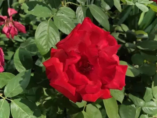 iPhone8全面评测，升级点有这几个此文章转自中关村在线