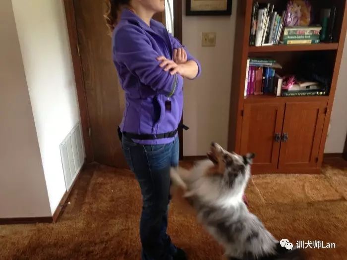 怎么训练不听话的狗狗,狗狗不听话怎么办小视频