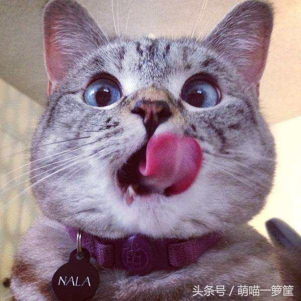 教你通过肉垫知道猫咪性格,如何通过猫咪的爪子知道性格