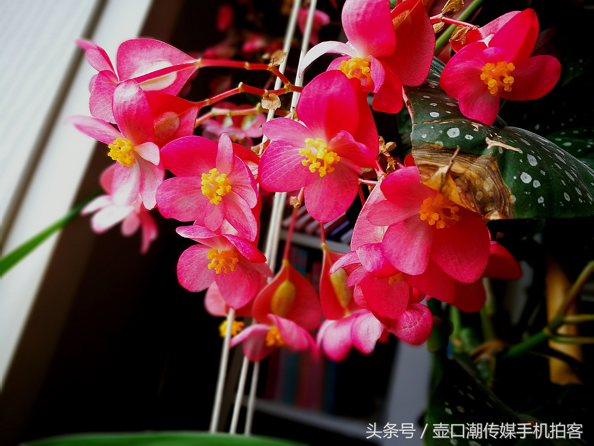 临汾:手机拍拍工作室的花~再好的装修也比不了和大自然和谐相处