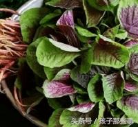 仓鼠宝宝的成长日记怎么写,仓鼠宝宝成长记400字