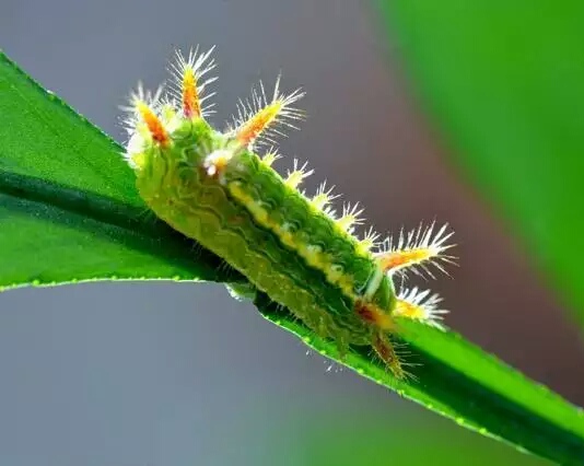 孩子们最害怕的10种虫子,家长反应孩子被虫子咬了
