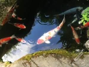 碉堡｜日本关西深度游最详细攻略！体验全日本最美的小渔村，吃嗨