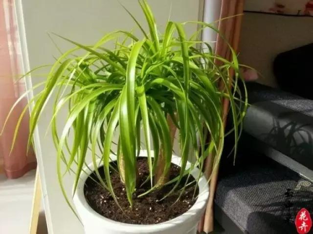 花卉摆放位置有讲究,风水上可以招财的花卉植物