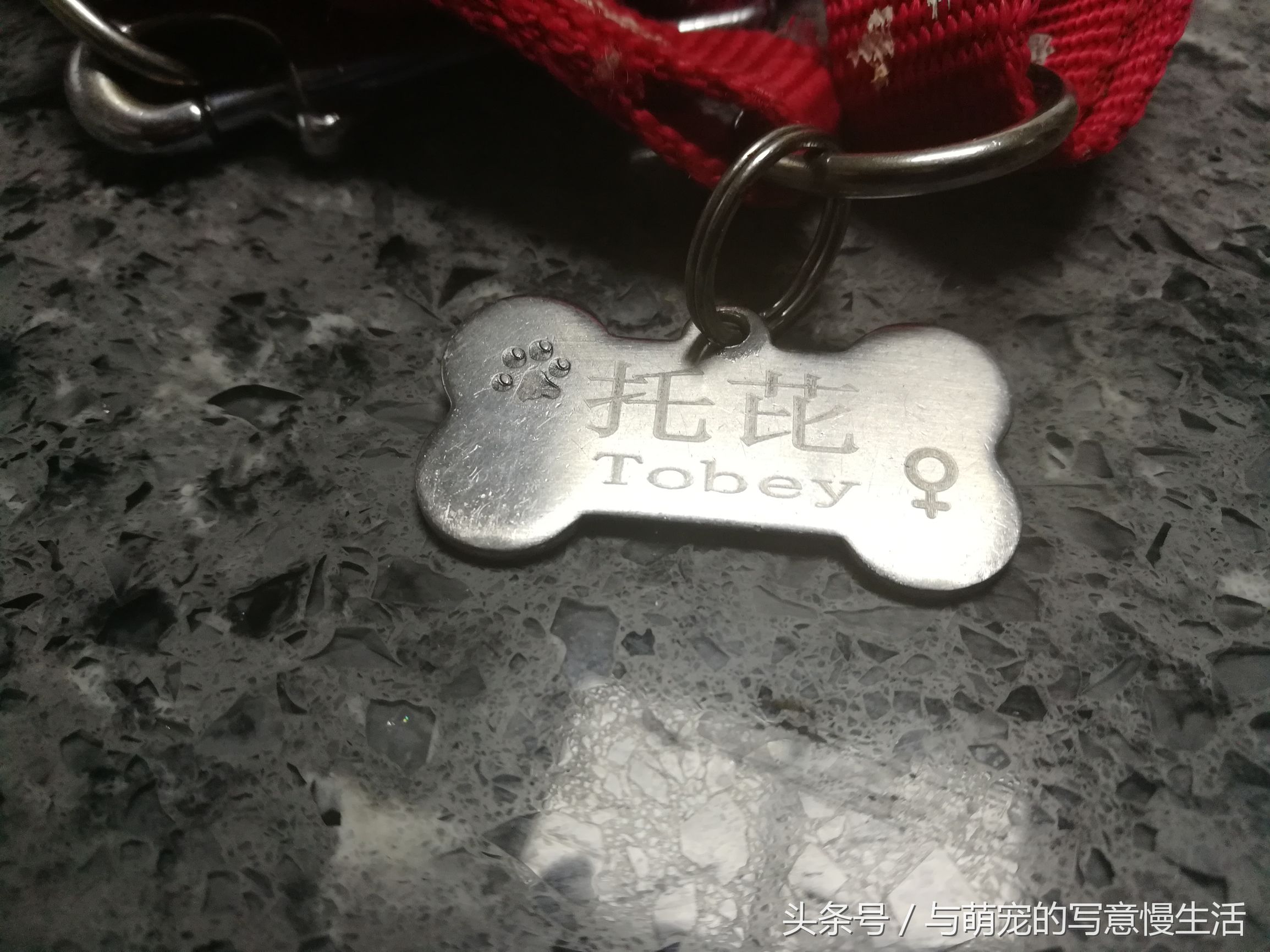 带上狗狗去旅行，“犬行天下”时带些什么装备好？