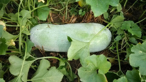 冬瓜瓤怎么做,冬瓜瓤可以做什么