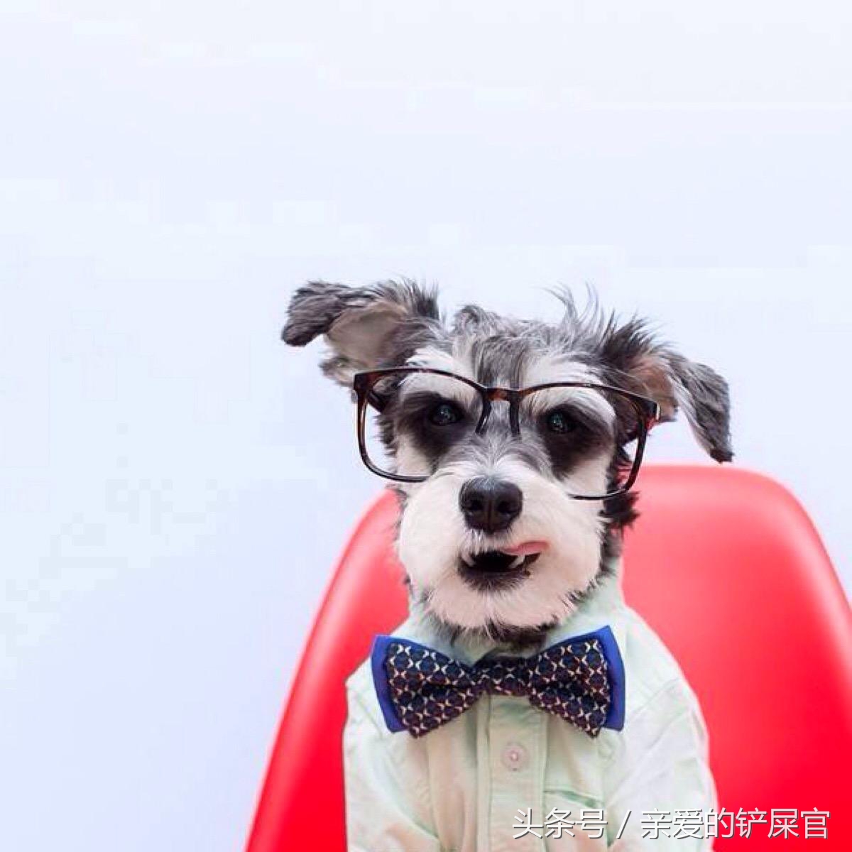 比较萌的大型犬萌狗排行榜,十大最萌的小型犬